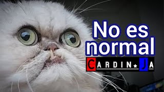 No es normal CARDINJA [upl. by Victorine]