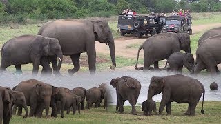 Herd of elephants at the Minneriya national park [upl. by Alfonse]