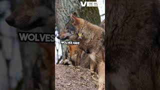 Dogs vs Wolves DNA Differences and Bonds [upl. by Berkly]