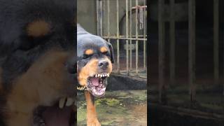 Angry dog barking sound rottweiler dog viral explorepage trending fyp shorts [upl. by Yelrebmik]