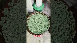 Azolla floating plant farming [upl. by Heall]