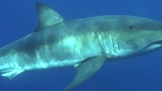 Ocearch expert says great white sharks thriving in US [upl. by Rame321]