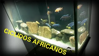 ¿DE QUE TAMAÑO DEBE SER MI PRIMER ACUARIO DE CICLIDOS AFRICANOS [upl. by Nirroc]