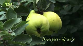 Biologische boomgaard  Kweepeer  Quince  Cydonia oblonga [upl. by Ainotna]