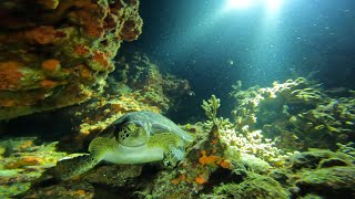 Diving Cozumel Mexico [upl. by Neelhtac660]