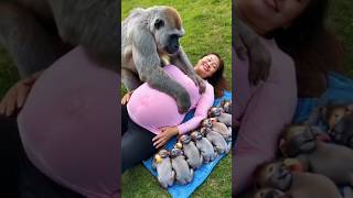 Gorilla pregnant funny video funny funnyanimal animals comedyvideos sortsytshorts viralvideo [upl. by Anailuj]