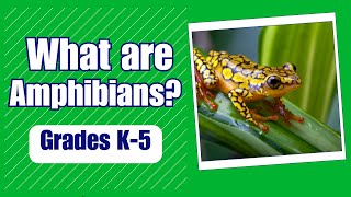 What are Amphibians  More Grades 25 Science on Harmony Square [upl. by Luna528]