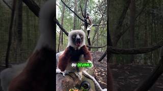 Sifaka Lemuru NEDEN Sürekli ZIPLAR  Zabumafu ❤️ [upl. by Angelica]