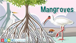 Mangroves – Guardians of the Coast [upl. by Assele422]