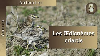 Les Œdicnèmes criards [upl. by Owens]