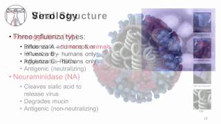 Influenza Epidemiology and Viral Structure [upl. by Fillbert463]