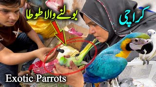 Exotic Parrots and Birds Market Karachi 2024 Latest Update in Urdu Hindi  Biggest Parrots Market [upl. by Adhern563]