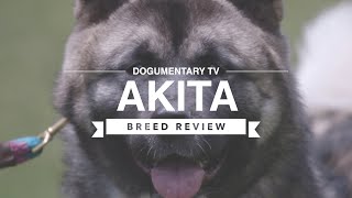 AKITA BREED REVIEW [upl. by Halliday]