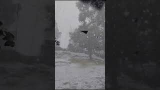 youtubeshorts snow ranikhet ☃️🤍 [upl. by Emelun465]