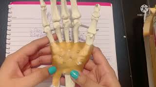 Introduction to the Hand  Palm  Flexor Retinaculum  Palmar aponeurosis  Deep fascia  Front hand [upl. by Guillaume]