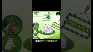 Flap Your Ears Rabbits Unique Temperature Trick [upl. by Neelahs]