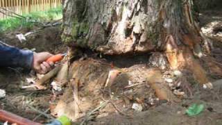 Root Collar Excavation [upl. by Anis]