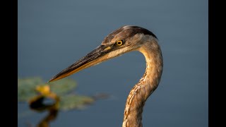 Anhinga Trail Everglades NP May 6 2023 [upl. by Pacifa]