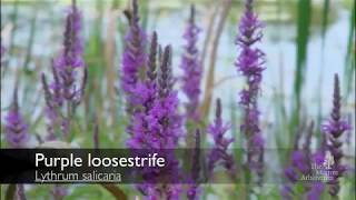 How to identify purple loosestrife Lythrum salicaria [upl. by Attenaej]