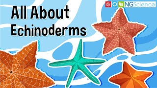 All About Echinoderms [upl. by Amehr]