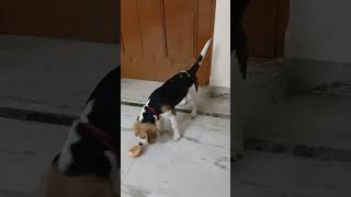 Mylo is enjoying his favorite food  bun🍞 beagle viralvideo india doglover beaglebaby cute [upl. by Anitsuga621]