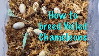 How to breed Veiled Chameleons  Eggs hatching [upl. by Riker955]