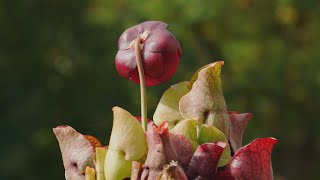 Sarracenia purpurea timelapse 21 days with blossom  Blüte [upl. by Ulrikaumeko]