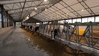 Training Cows from the Lely Robot quotFetchquot List October 56 2024 [upl. by Adiehsar]