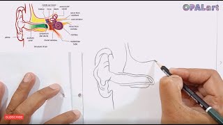 How to draw Structure of EAR on Biology Practical copy [upl. by Hsatan721]