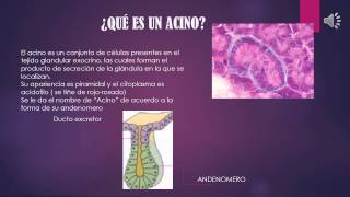 Tejido Glandular Pluricelular Exocrino Tubular y Acino Seroso [upl. by Sung]