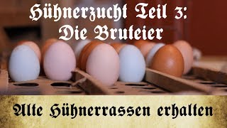 Zucht alter Hühnerrassen  Teil 3 Auswahl und Lagerung der Bruteier [upl. by Ocnarf]