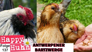 Antwerpener Bartzwerge im Rasseportait bei HAPPY HUHN  Zucht Geschichte Haltung Küken  E137 [upl. by Llatsyrk]