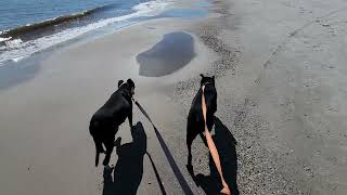 My dogs found a half eaten shark on Dauphin Island Alabama [upl. by Grier990]