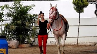 Journey Of Horse Training Of Dhannu Gaikwad [upl. by Evander420]