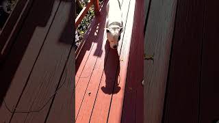 Second coat of stain looking good so far 👍💯 diy video project working staining the deck 💯👍😎 [upl. by Novj]