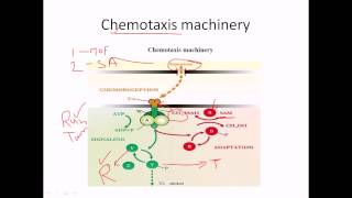 Chemotaxis of flagella [upl. by Olegnad]