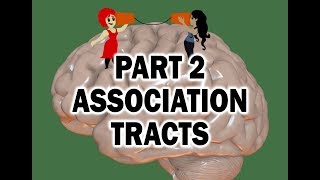 WHITE MATTER TRACTS OF THE BRAIN 23  ASSOCIATION TRACTS [upl. by Acemat]