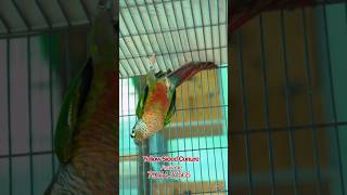 Yellow sided conure🦜🦜🦜🦜 [upl. by Carothers]