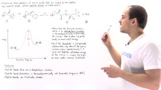 Peptide Bond Formation [upl. by Eatnahc]