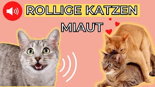 Rollige Katze miaut 😻🔊 katzen miauen [upl. by Kano]