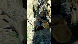 Fox Pup Climbing on a Log [upl. by Garzon]