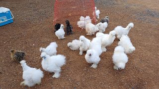 Super Beautiful Silkie Chicken  Chicken Farm [upl. by Zoller760]