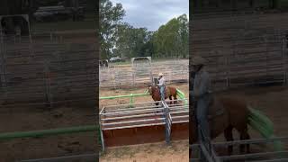 One of the best rodeo kids ever Jack McqualterWhyte Breakaway roping at Bundalong western fyp [upl. by Tirrej]