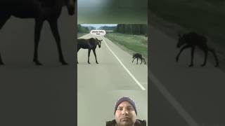 amazingfacts automobile animals knowledge funny funnyanimal [upl. by Reisinger]