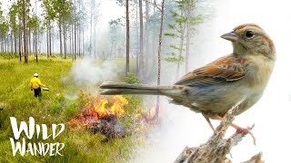 🌱 Wiregrass Fires Favorite Plant  Bachmans Sparrow  Longleaf Pine [upl. by Sillyhp689]