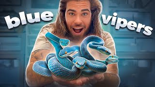 7 BABY BLUE VIPERS Were BORN [upl. by Suirtemed]