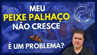 MEU PEIXE PALHAÇO NÃO CRESCE É UM PROBLEMA [upl. by Aneladgam]