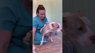 How To Clean Your Dogs Ears At Home [upl. by Madda265]