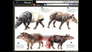 types of tapirs brazilian tapir mountain tapirMalayan tapir Bairds tapir [upl. by Gnauq]