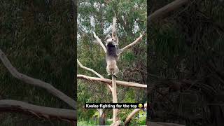 Koalas Wrestle for the top 🐨😂 australia travel nature healesville sanctuary [upl. by Aihsekal]